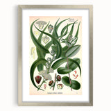 Vintage Botanical Art Print – Eucalyptus Globulus with Unique Flowers