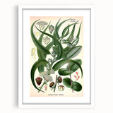 Vintage Botanical Art Print – Eucalyptus Globulus with Unique Flowers