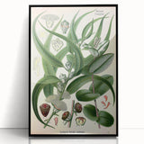 Vintage Botanical Art Print – Eucalyptus Globulus with Unique Flowers