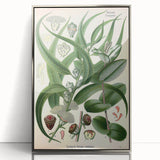 Vintage Botanical Art Print – Eucalyptus Globulus with Unique Flowers