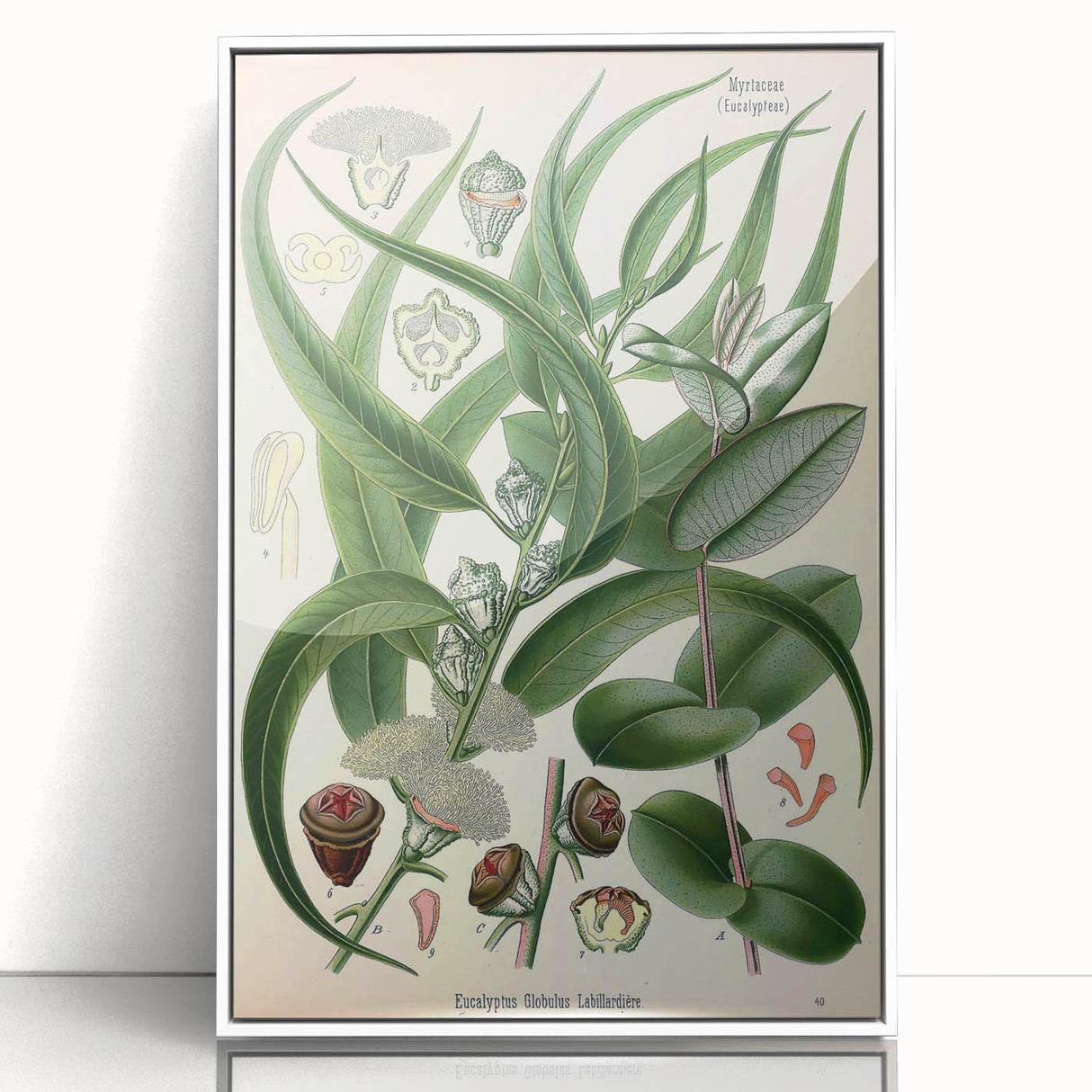 Vintage Botanical Art Print – Eucalyptus Globulus with Unique Flowers
