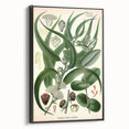 Vintage Botanical Art Print – Eucalyptus Globulus with Unique Flowers