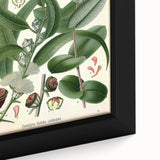 Vintage Botanical Art Print – Eucalyptus Globulus with Unique Flowers