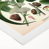 Vintage Botanical Art Print – Eucalyptus Globulus with Unique Flowers