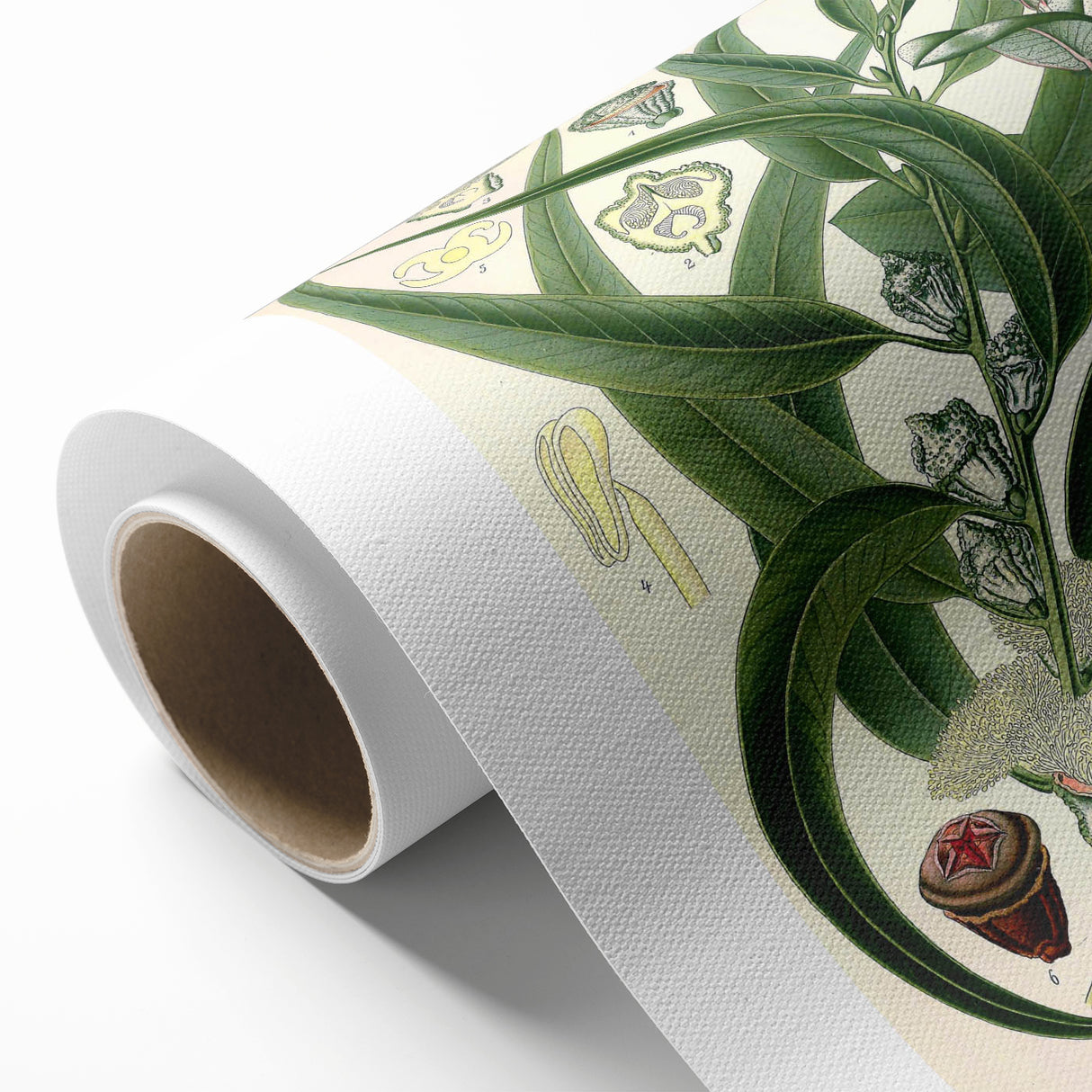 Vintage Botanical Art Print – Eucalyptus Globulus with Unique Flowers