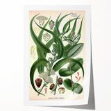 Vintage Botanical Art Print – Eucalyptus Globulus with Unique Flowers
