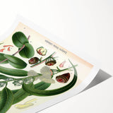 Vintage Botanical Art Print – Eucalyptus Globulus with Unique Flowers