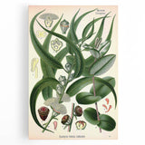 Vintage Botanical Art Print – Eucalyptus Globulus with Unique Flowers