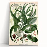 Vintage Botanical Art Print – Eucalyptus Globulus with Unique Flowers
