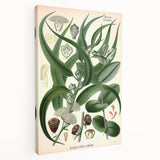 Vintage Botanical Art Print – Eucalyptus Globulus with Unique Flowers