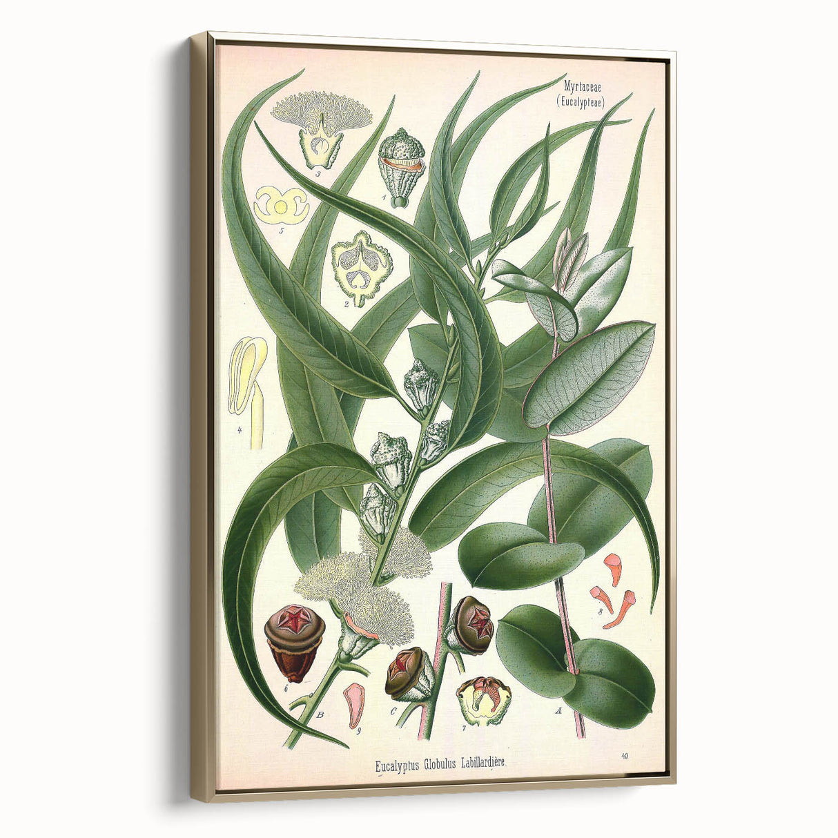 Vintage Botanical Art Print – Eucalyptus Globulus with Unique Flowers
