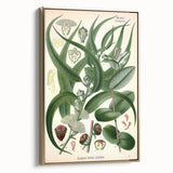 Vintage Botanical Art Print – Eucalyptus Globulus with Unique Flowers