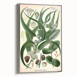 Vintage Botanical Art Print – Eucalyptus Globulus with Unique Flowers