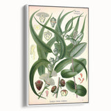 Vintage Botanical Art Print – Eucalyptus Globulus with Unique Flowers