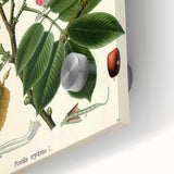 Vintage Botanical Art Print – Piscidia Erythrina with Red Flowers