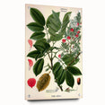 Vintage Botanical Art Print – Piscidia Erythrina with Red Flowers