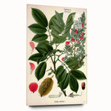 Vintage Botanical Art Print – Piscidia Erythrina with Red Flowers