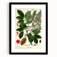 Vintage Botanical Art Print – Piscidia Erythrina with Red Flowers