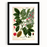 Vintage Botanical Art Print – Piscidia Erythrina with Red Flowers