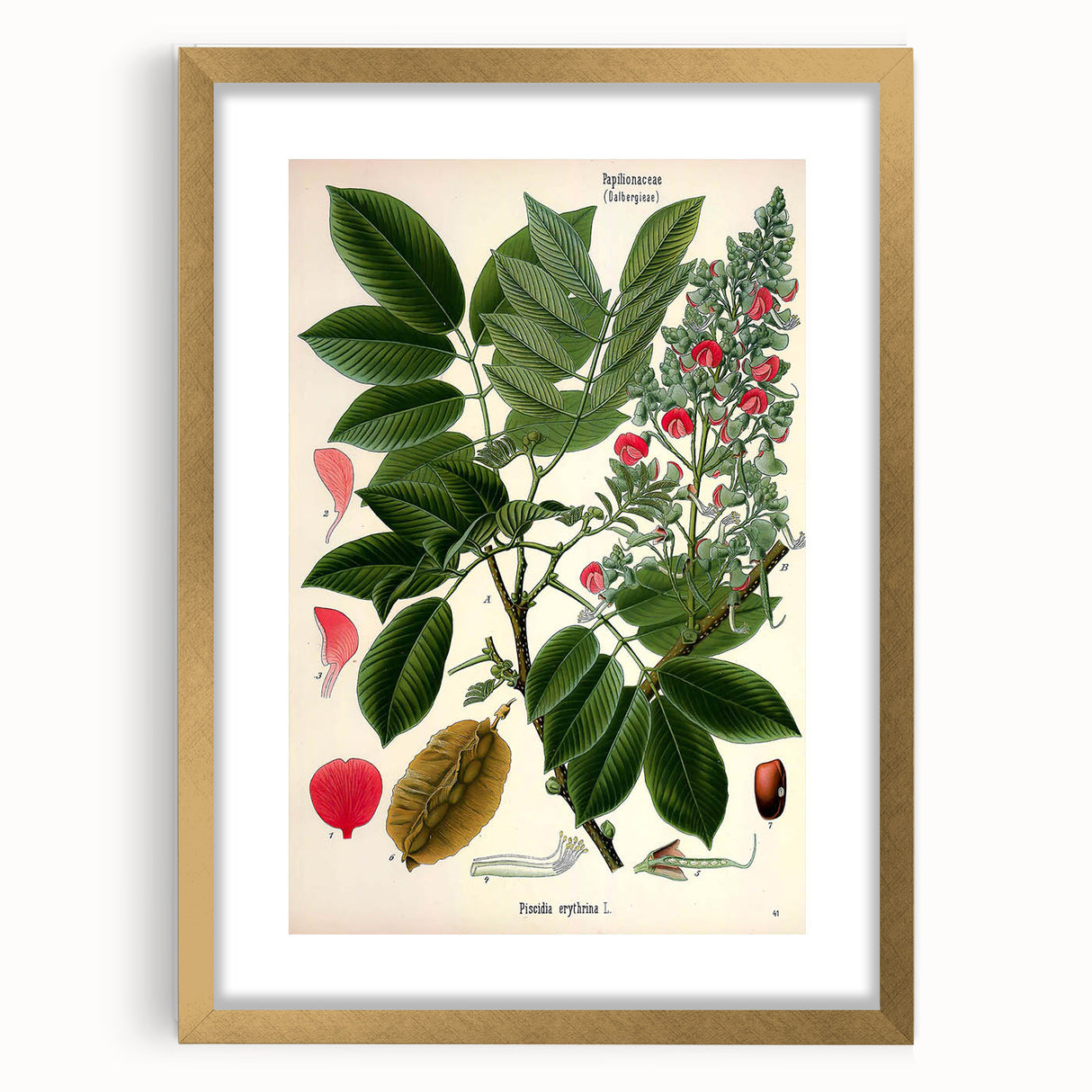 Vintage Botanical Art Print – Piscidia Erythrina with Red Flowers
