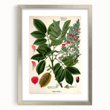Vintage Botanical Art Print – Piscidia Erythrina with Red Flowers