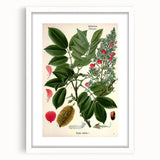 Vintage Botanical Art Print – Piscidia Erythrina with Red Flowers