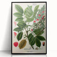 Vintage Botanical Art Print – Piscidia Erythrina with Red Flowers