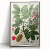 Vintage Botanical Art Print – Piscidia Erythrina with Red Flowers
