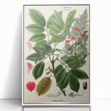 Vintage Botanical Art Print – Piscidia Erythrina with Red Flowers