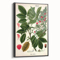 Vintage Botanical Art Print – Piscidia Erythrina with Red Flowers
