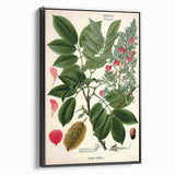 Vintage Botanical Art Print – Piscidia Erythrina with Red Flowers