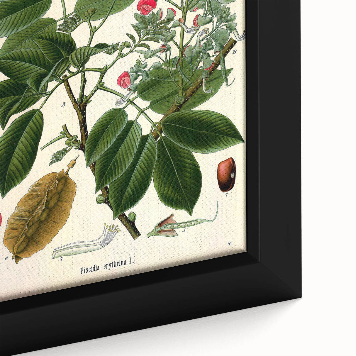 Vintage Botanical Art Print – Piscidia Erythrina with Red Flowers