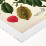 Vintage Botanical Art Print – Piscidia Erythrina with Red Flowers