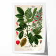 Vintage Botanical Art Print – Piscidia Erythrina with Red Flowers