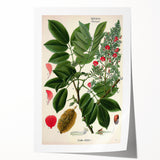 Vintage Botanical Art Print – Piscidia Erythrina with Red Flowers