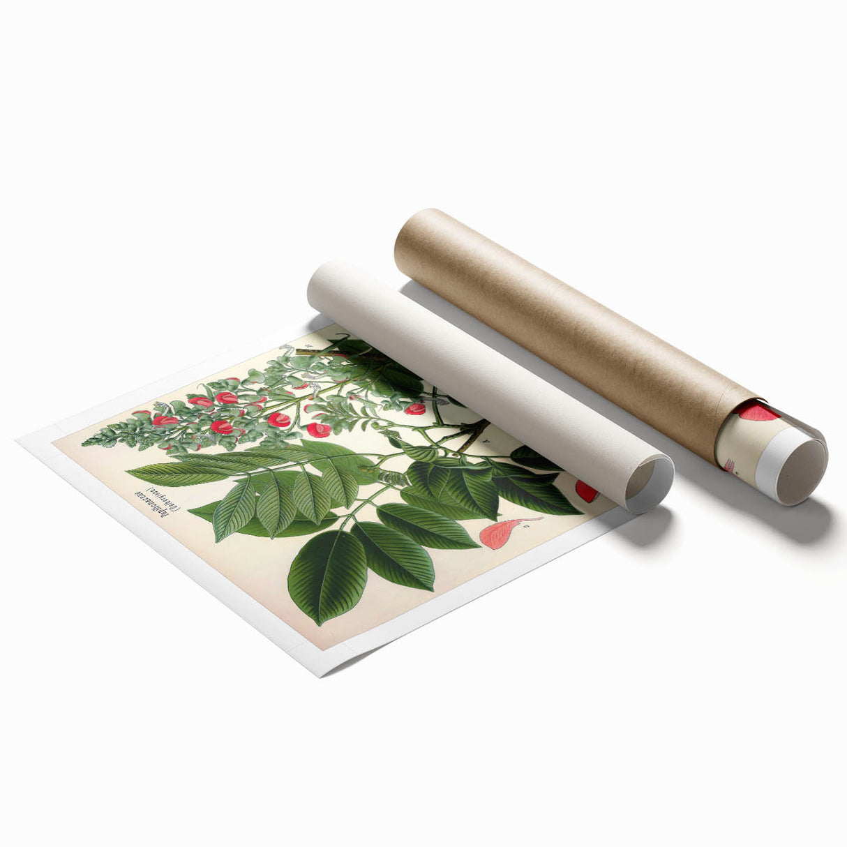 Vintage Botanical Art Print – Piscidia Erythrina with Red Flowers
