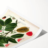 Vintage Botanical Art Print – Piscidia Erythrina with Red Flowers