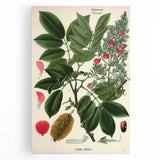 Vintage Botanical Art Print – Piscidia Erythrina with Red Flowers