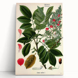 Vintage Botanical Art Print – Piscidia Erythrina with Red Flowers