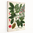 Vintage Botanical Art Print – Piscidia Erythrina with Red Flowers