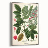 Vintage Botanical Art Print – Piscidia Erythrina with Red Flowers