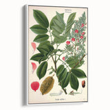 Vintage Botanical Art Print – Piscidia Erythrina with Red Flowers
