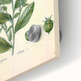 Vintage Botanical Illustration of Lobelia – Botanical Art Prints