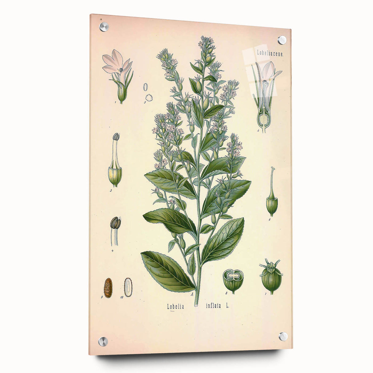Vintage Botanical Illustration of Lobelia – Botanical Art Prints