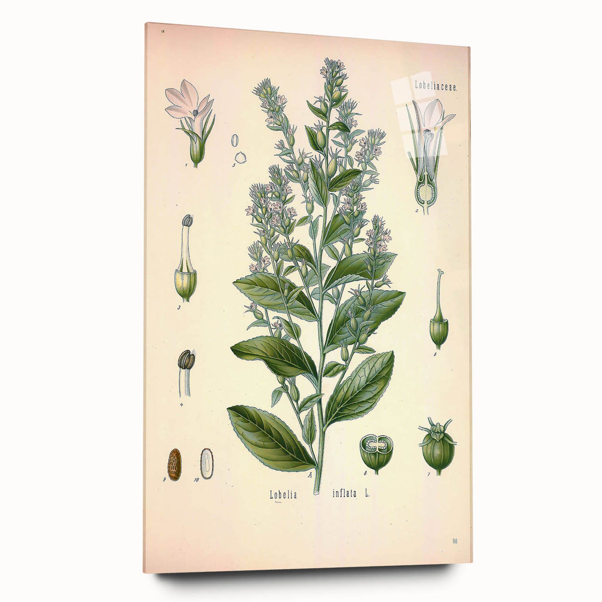 Vintage Botanical Illustration of Lobelia – Botanical Art Prints