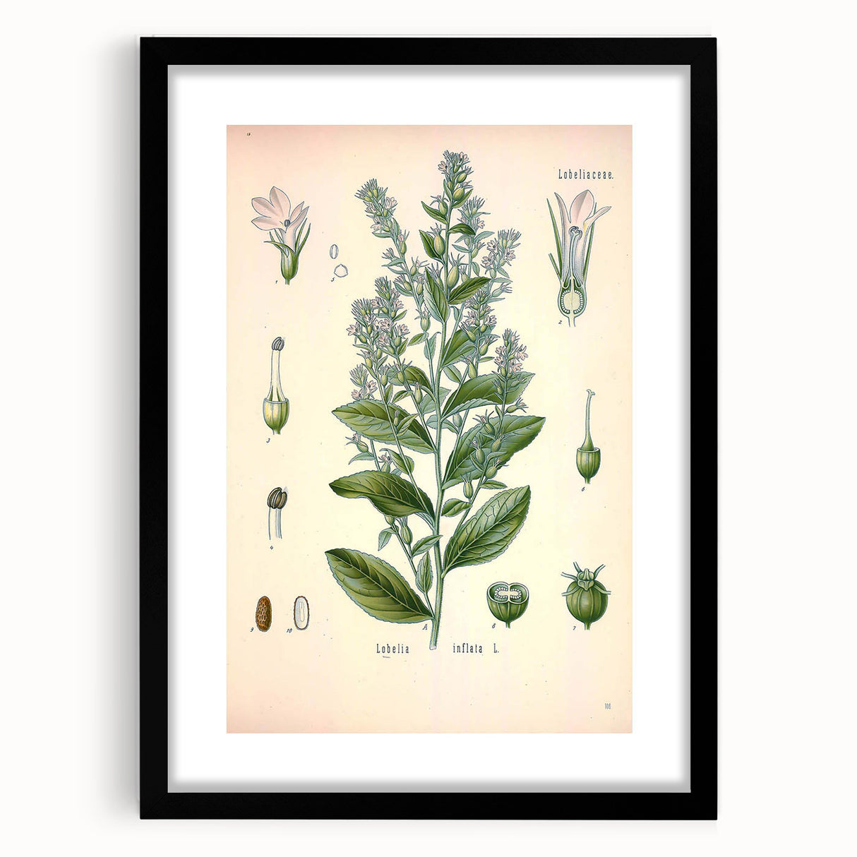 Vintage Botanical Illustration of Lobelia – Botanical Art Prints