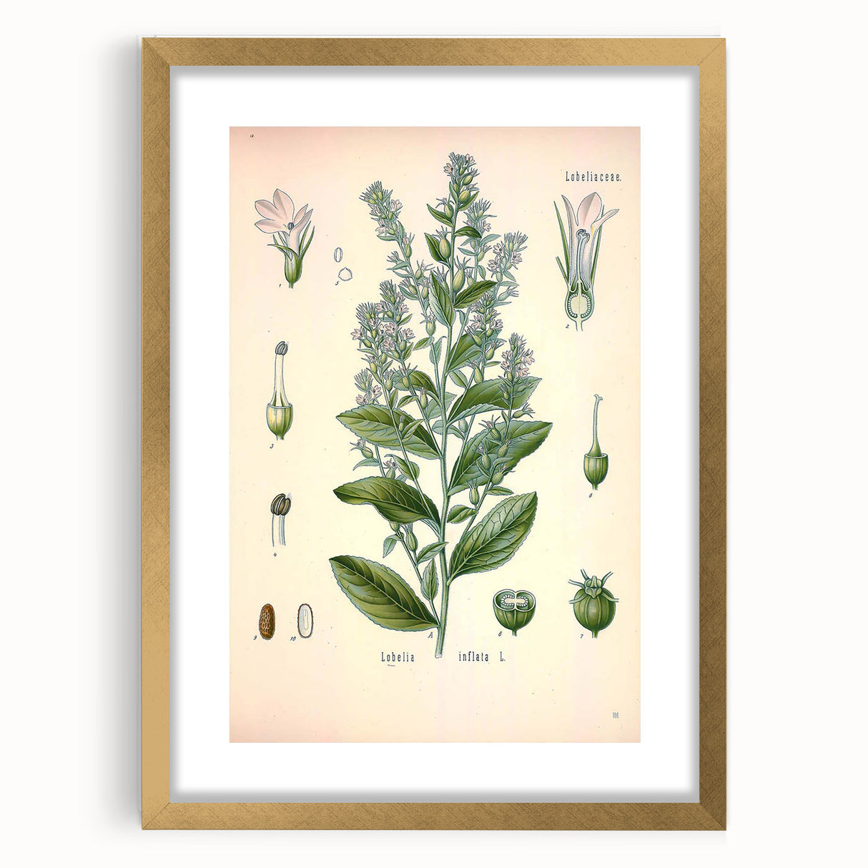 Vintage Botanical Illustration of Lobelia – Botanical Art Prints