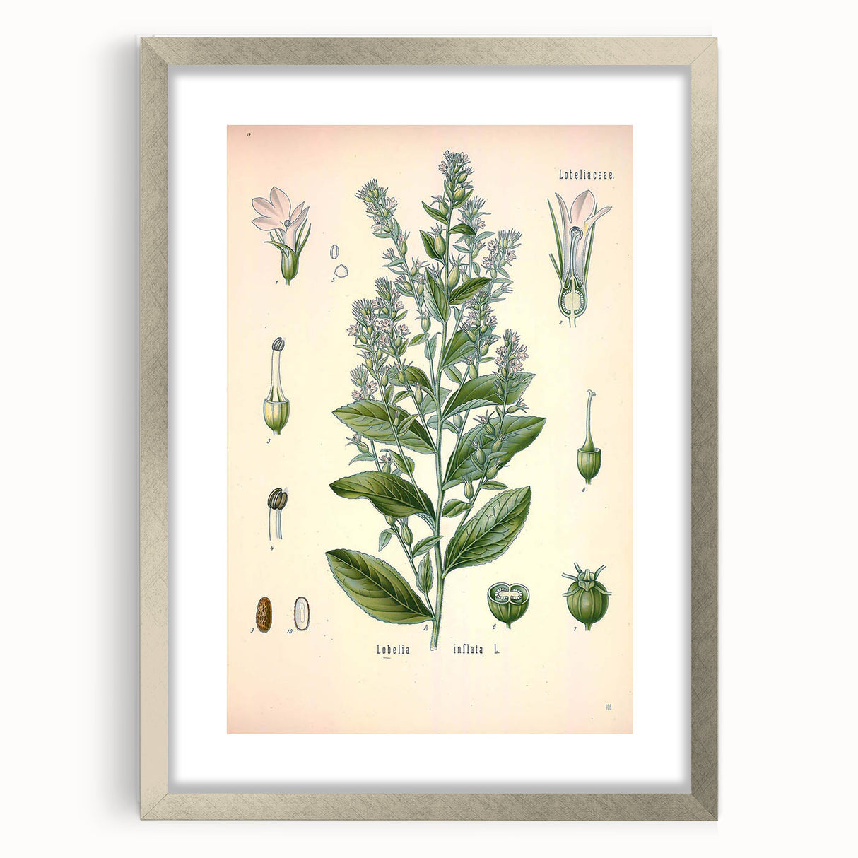 Vintage Botanical Illustration of Lobelia – Botanical Art Prints