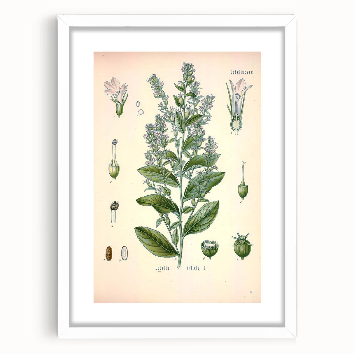 Vintage Botanical Illustration of Lobelia – Botanical Art Prints
