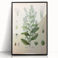 Vintage Botanical Illustration of Lobelia – Botanical Art Prints